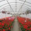 Greenhouse full Of Geraniums