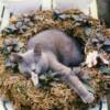 Holly The Cat sleeping in a flower wreath