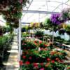Greenhouse in May