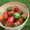Bountifull pepper harvest