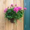 Geranium In Sap Bucket