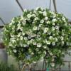 White Calibrachoa Basket