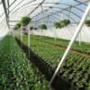 Geranium Greenhouse Freshly Planted