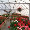 Geranium Greenhouse