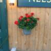 Geranium in an old sap bucket