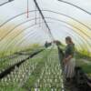 Carol Rak in the vegatable greenhouse